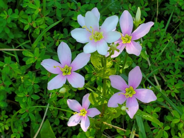 Photo of hocking hills wildflowers