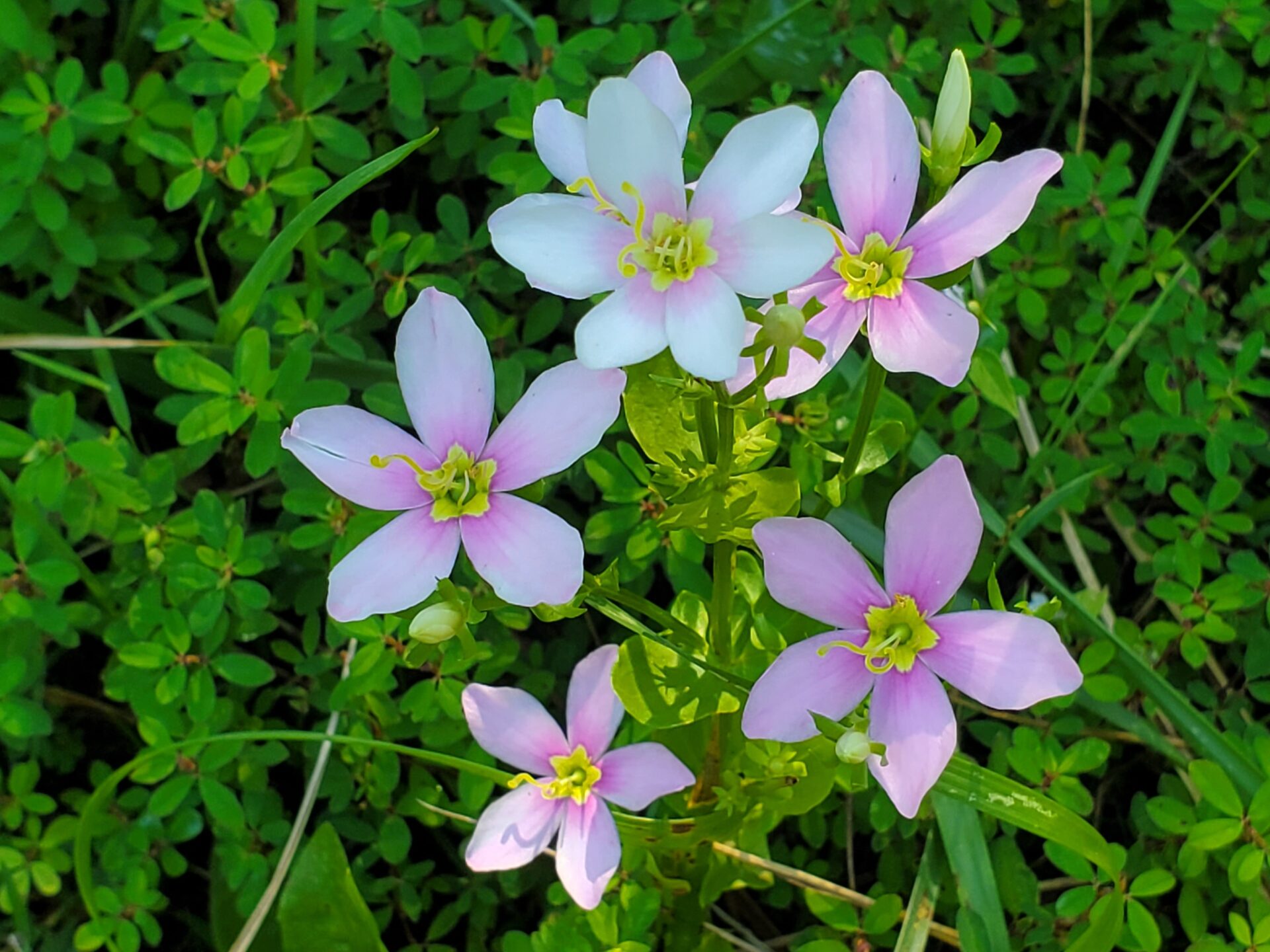 Photo of hocking hills wildflowers