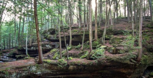 Hemlocks In Hocking Hills State Park Ohio