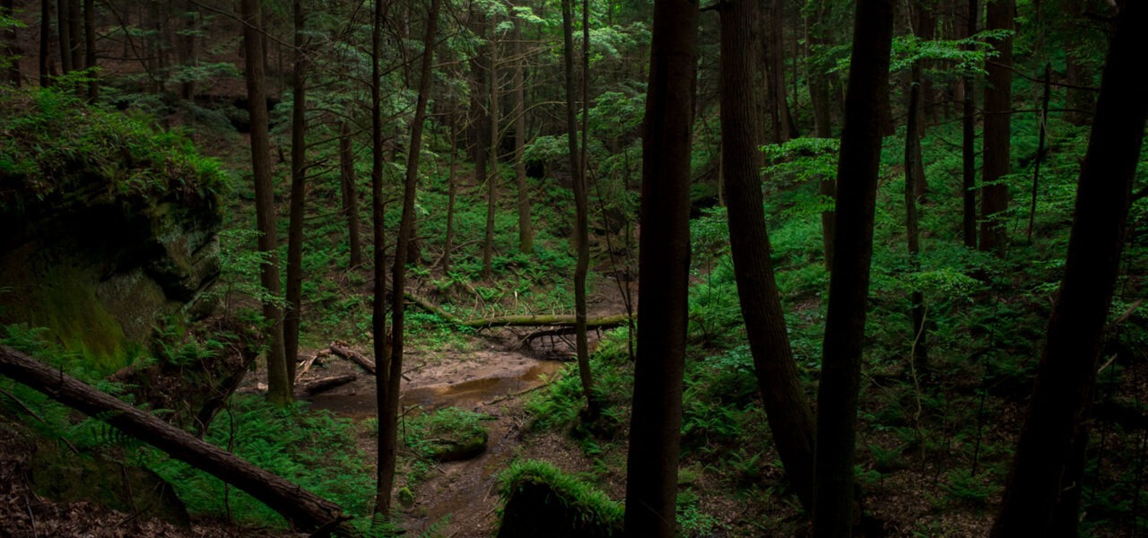 Dark forest with a lot of greenery and trees.