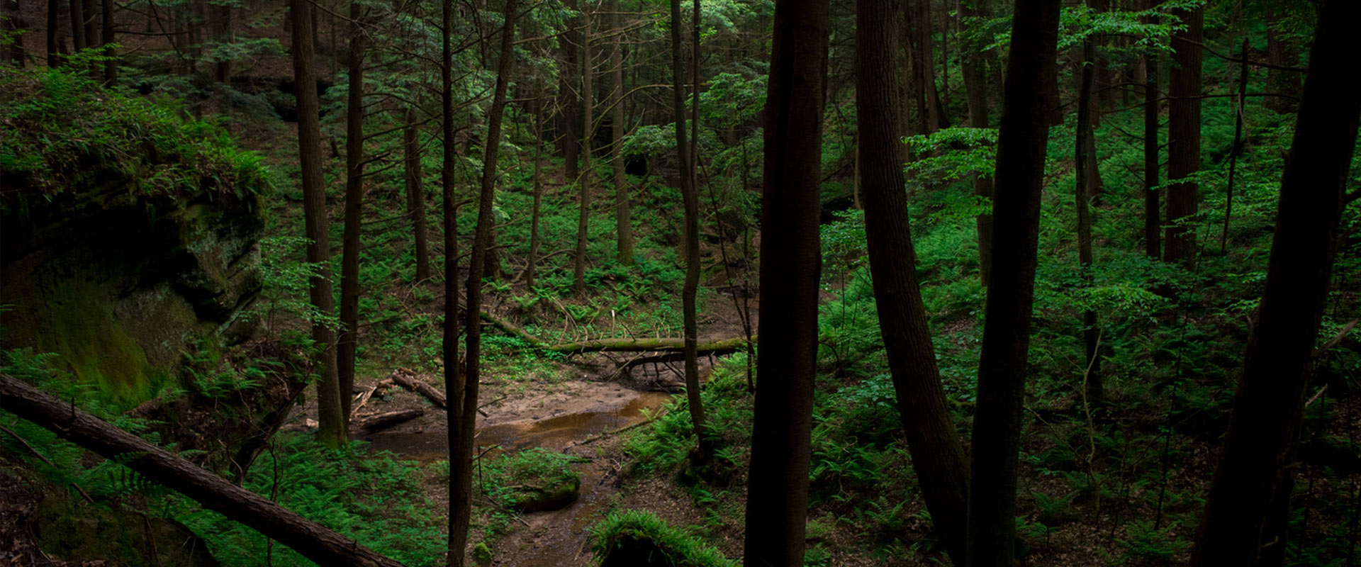 Dark forest, with trees and greenery.